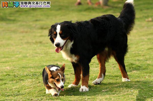 训练伯恩山犬时要注意到一些细节问题