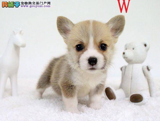 柯基犬不停的流浓鼻涕是不是感冒了