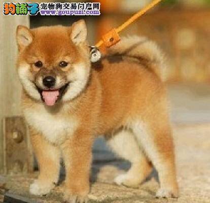 优秀狗狗成长必备知识——饲养秋田犬的12个细节