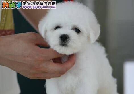 如何看出比熊犬的情绪波动