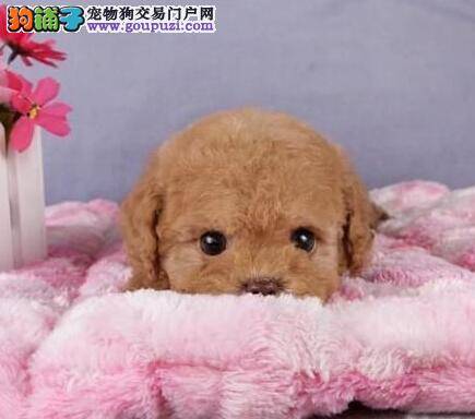 防晕车训练 泰迪犬可以和主人一起坐车出行啦