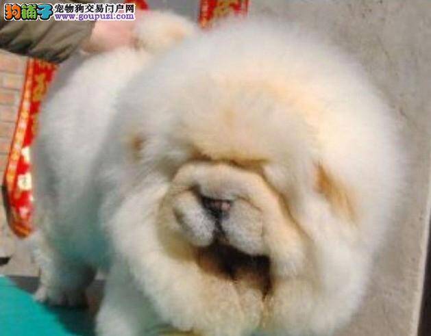 护理外出游泳后的松狮犬需要几个要点