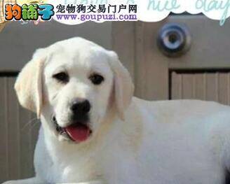 饲养才断奶的拉布拉多幼犬有妙招
