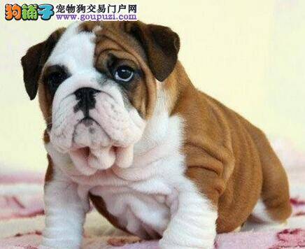 怎样照顾生病期间的斗牛犬做狗狗的家庭医生