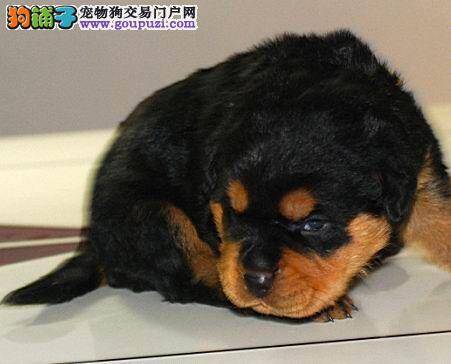 罗威纳犬吐黄水还拉稀是肠胃不好吗
