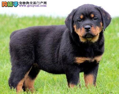 与罗威纳犬外出遛弯要注意哪些问题