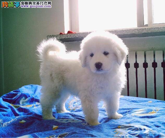 警惕生活中的有毒物品会伤害到大白熊犬