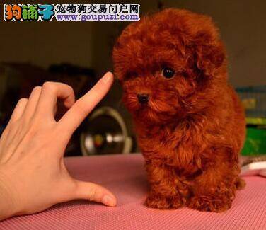日常生活中如何给泰迪犬清洁毛发