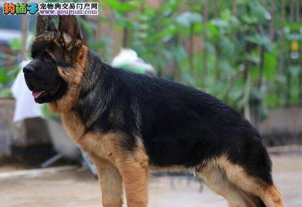 塑造德国牧羊犬成为军用警犬的训练方法