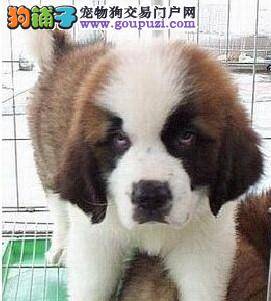 圣伯纳犬患上了细小病毒的诊断与治疗