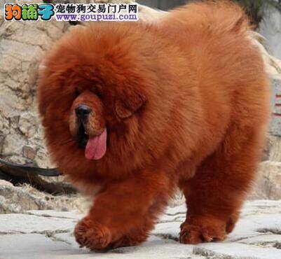 藏獒犬怎么养 禁止喂食藏獒犬的食物有哪些