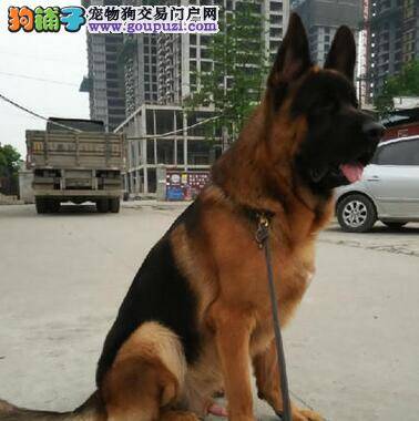 饲养安全常识 让德国牧羊犬拒绝外来的食物