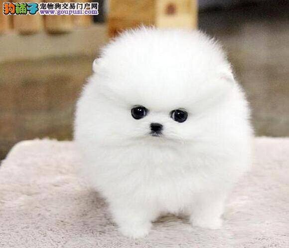 博美犬喜欢在厕所玩耍 这是为什么啊