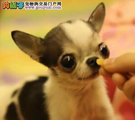 怎样让吉娃娃成为一只勇敢的狗狗