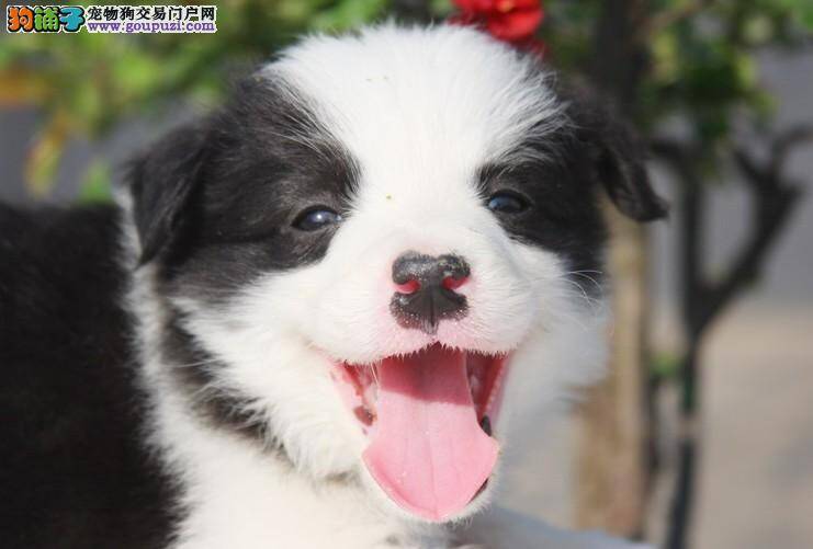 饲养边境牧羊犬期间家庭须有哪些必备品