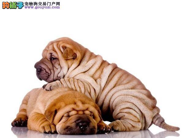 请问沙皮狗每天只便便一次正常么