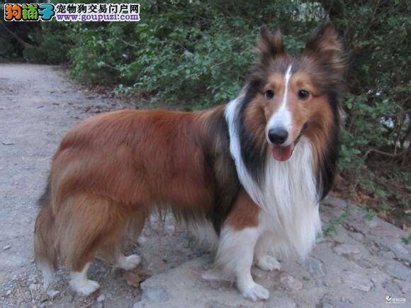 寒气袭人 冬季为喜乐蒂犬保暖的误区集中营