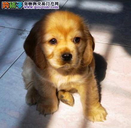 营养品都给可卡犬吃了为什么还吃粑粑
