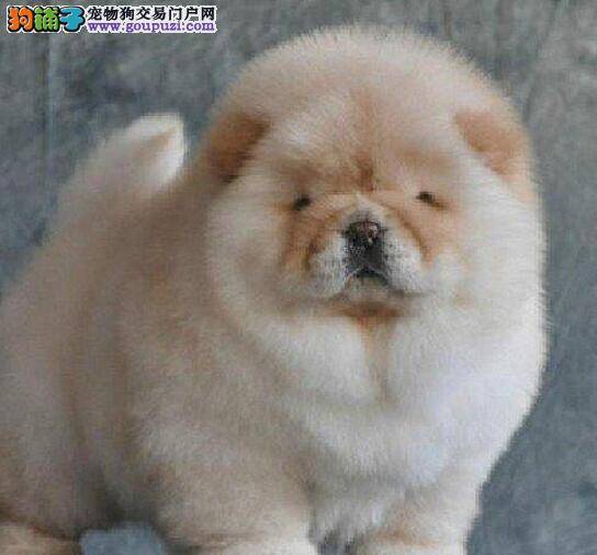 怎样让任性的松狮犬乖乖的吃药