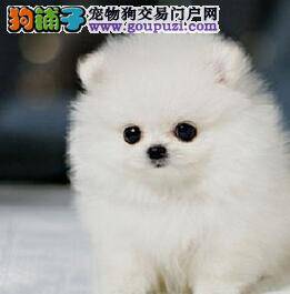 保健新产品 远红外线博美犬项圈显神通