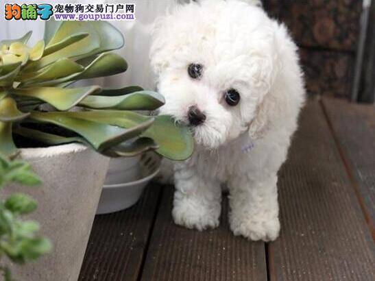 防治角膜炎 还比熊犬一个明亮的世界