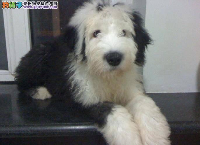 如何让陌生的古代牧羊犬接受我们的友好表示