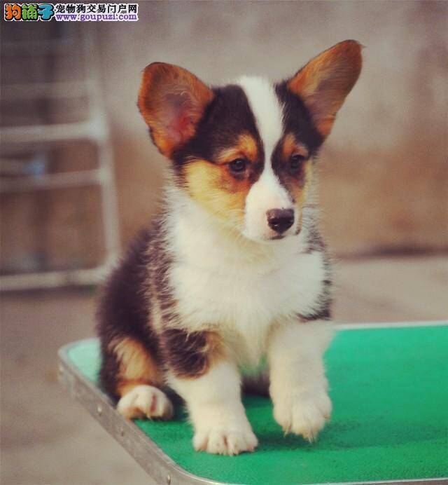 柯基犬不喝水只喝牛奶会影响健康吗