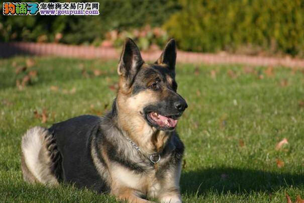 计划生育好 德国牧羊犬也需要遵守么