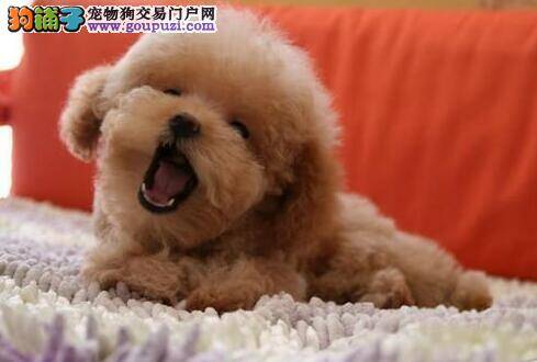 泰迪犬的毛色为什么会随着时间产生变化