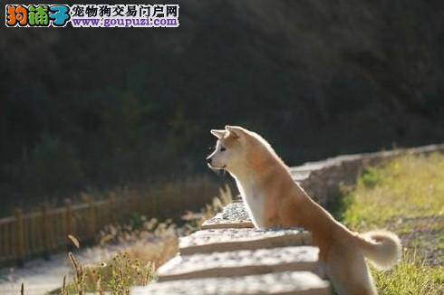 如何让你的秋田犬也做到老“狗”识途