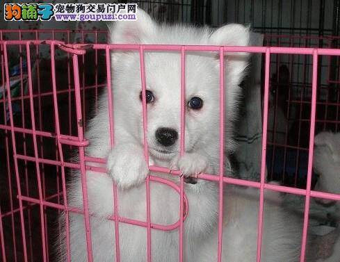 怎样让银狐犬掌握生活中最常见的动作要领