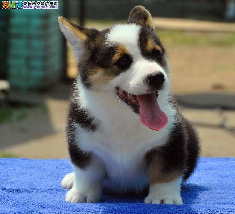 分享柯基犬的护理要点