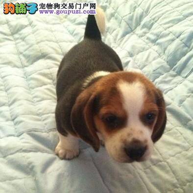 正确的饲养小比格犬 快乐你我它