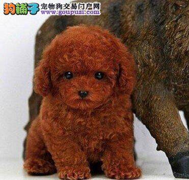 贵宾犬不能吃的三大类食物