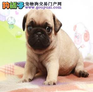 巴哥犬为什么会喜欢咬鞋子