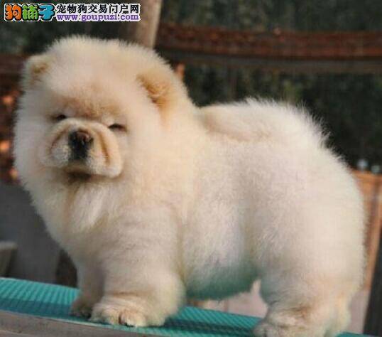 松狮犬需要的运动量到底大不大