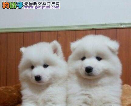 喂食刚断奶不久的萨摩耶幼犬吃狗粮要注意的那些事儿