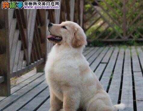 为什么我家的金毛犬总是喜欢咬人