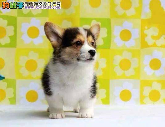 怎样才能保证柯基犬的健康繁殖