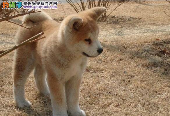 两招轻松搞定秋田犬偏食的坏毛病