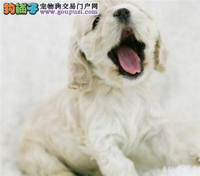 可卡犬主人最想知道的5个问题