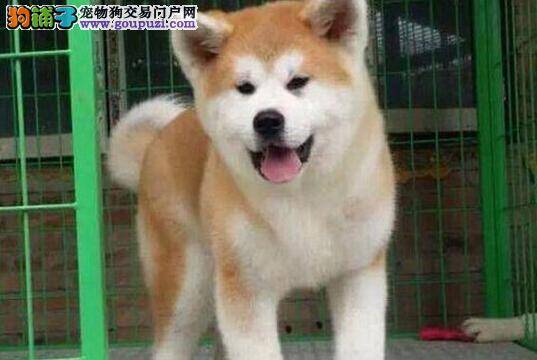 照顾秋田犬之体温测定