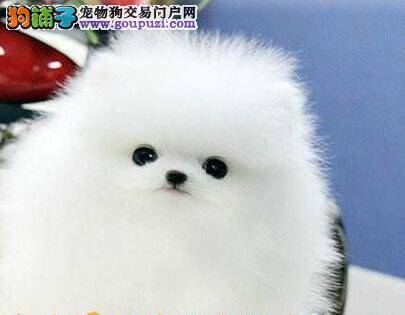 怎样读懂博美犬内心世界的企图