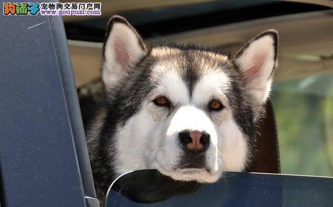 阿拉斯加雪橇犬狗瘟病怎样预防和治疗