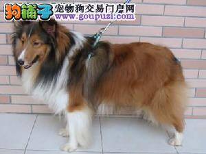 如何正确给喜乐蒂犬梳理被毛