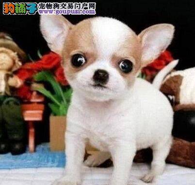 如厕训练是每只吉娃娃都必须进行的