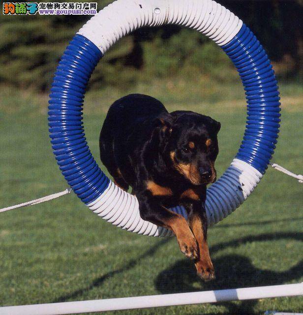 科学照顾罗威纳犬的一些常识