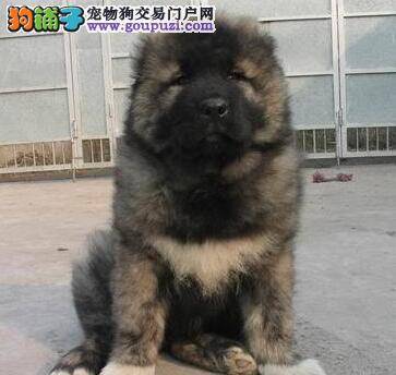 三个月至六个月之间的高加索犬应该如何喂养