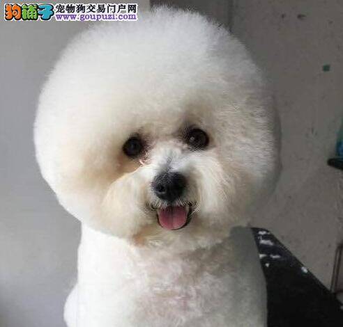 4个多月的比熊幼犬可以睡空调房吗？