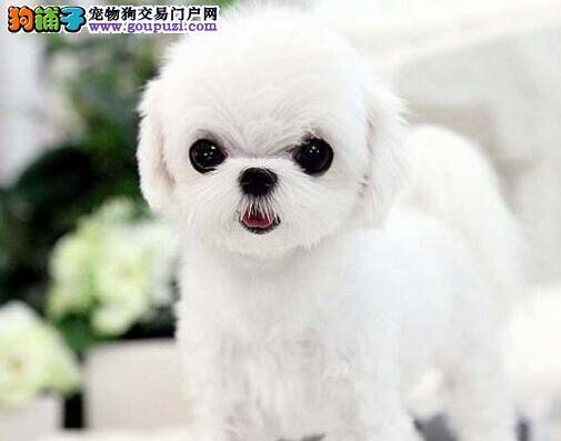 马尔济斯犬与宝宝的相处之道